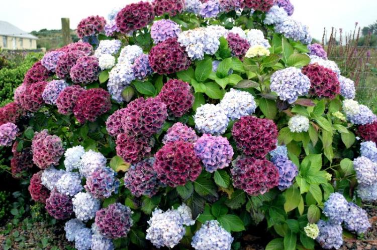 Coloration Fleurs - Soin Hortensia