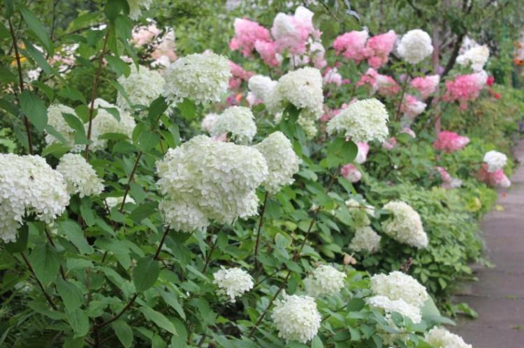 Plantation et reproduction - Hortensia