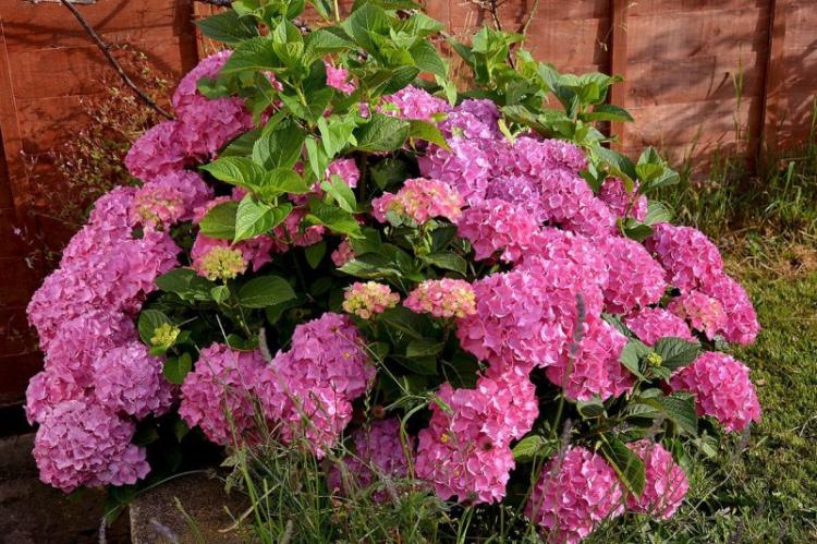 Plantation et reproduction - Hortensia