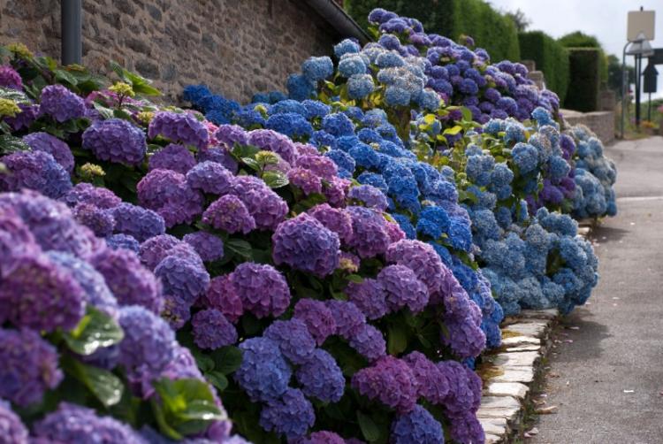 Hortensia - photo