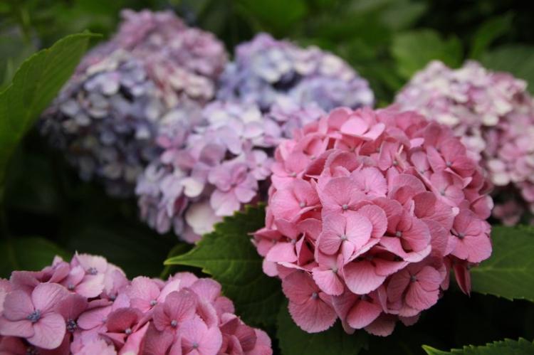 Hortensia - photo