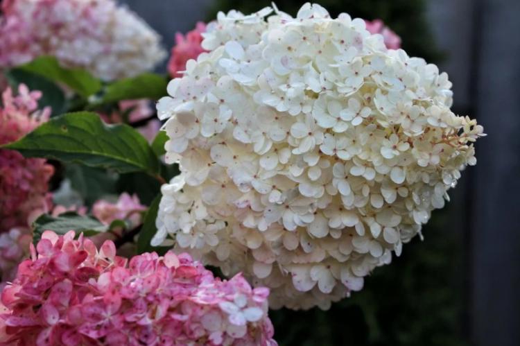 Hortensia - photo