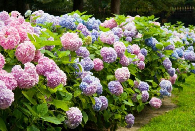 Hortensia - photo
