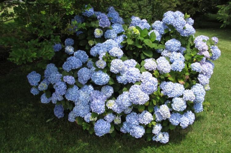 Hortensia - photo
