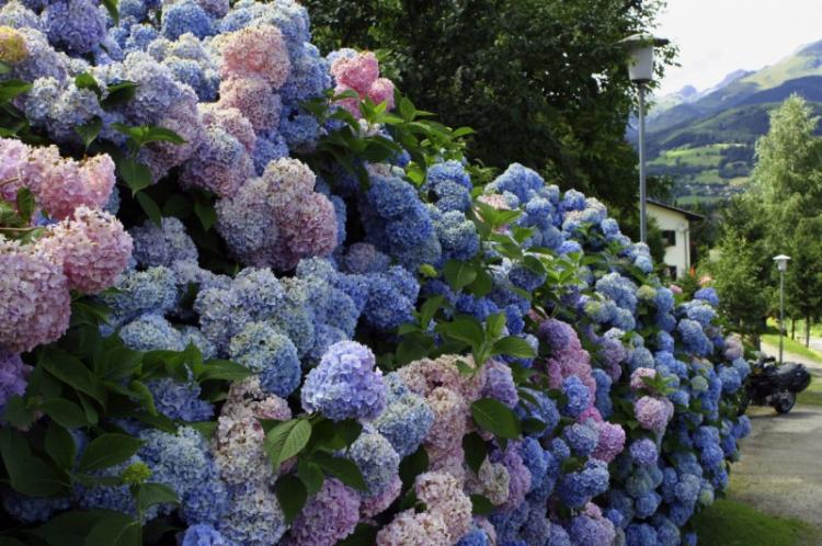 Hortensia - photo