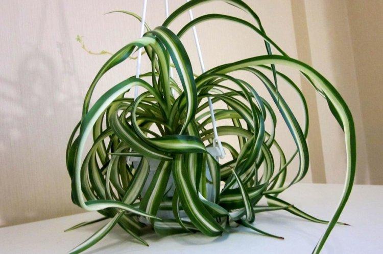 Chlorophytum frisé - Types de chlorophytum