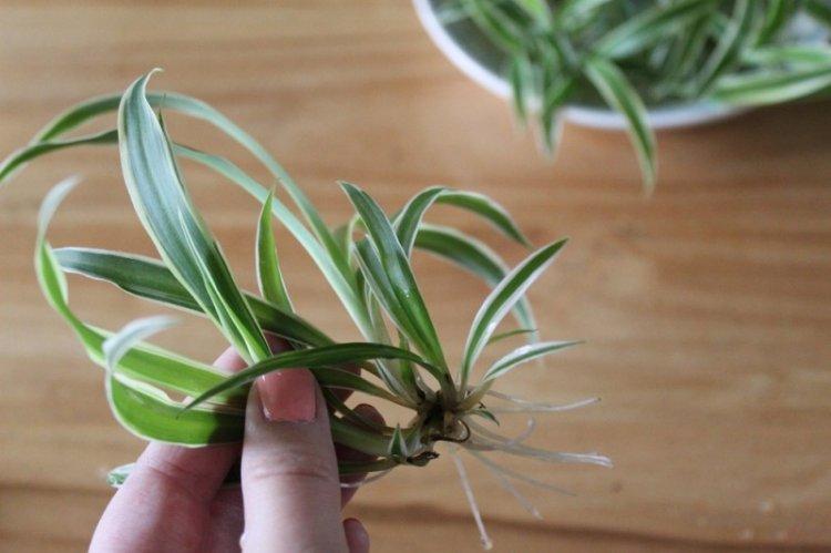Transplantation et reproduction - Chlorophytum Care
