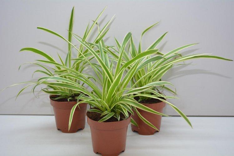 Chlorophytum - photo