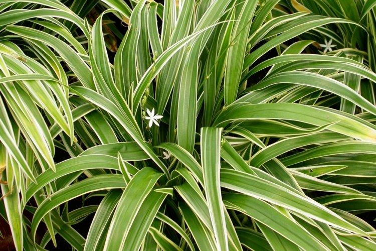 Chlorophytum - photo