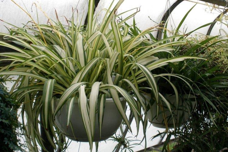 Chlorophytum - photo