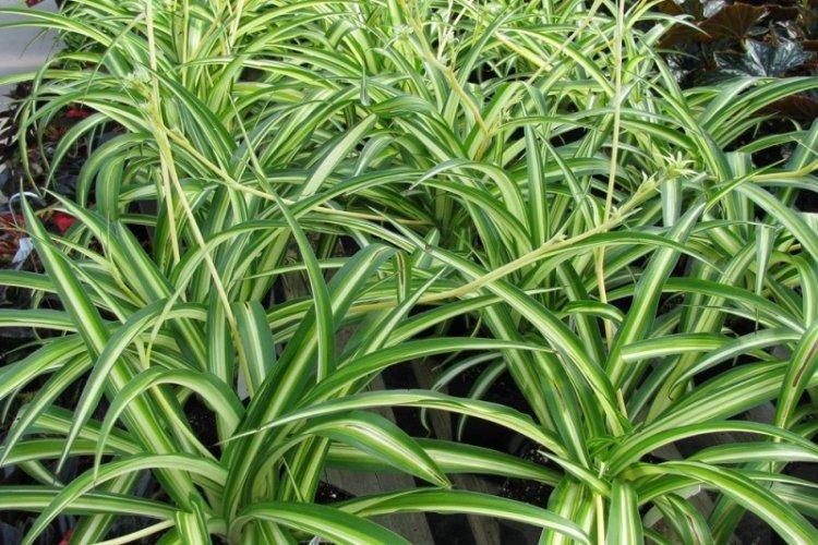 Chlorophytum - photo
