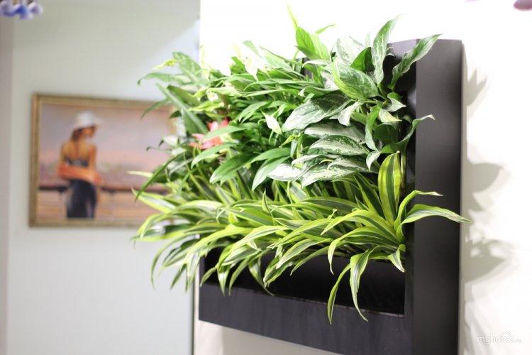 Chlorophytum - photo