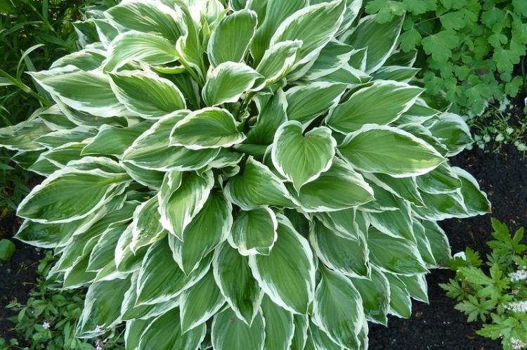 Hosta à bordure blanche - Types d'hôtes