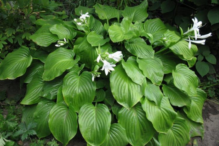 Plantain Khosta - Types d'hôtes