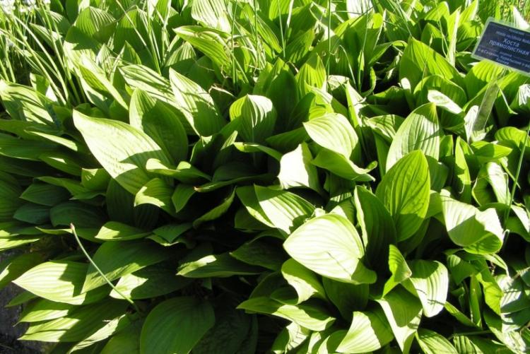 Hosta redresseur - Types d'hôtes