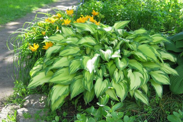 Hosta Aureum Maculata - Types d'hôtes