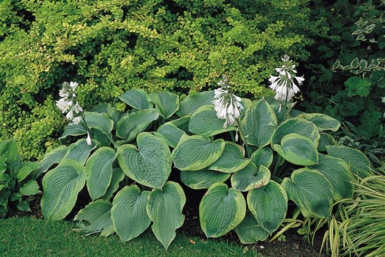 Hosta Siebold - Types d'hôtes