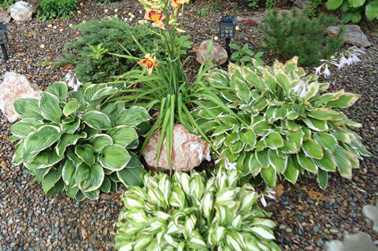Engrais et alimentation - Hosta care