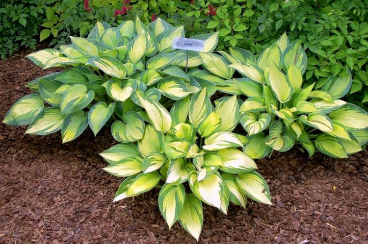 Hôtes de plantation et de reproduction