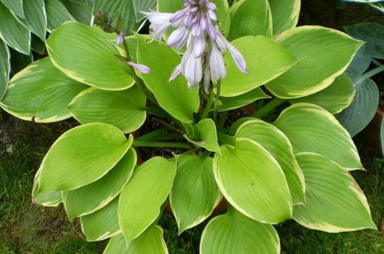 Hosta - photo