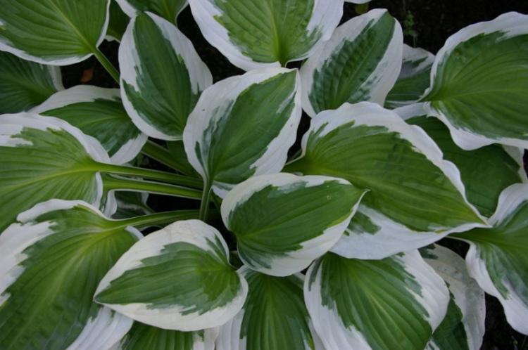 Hosta - photo