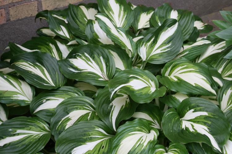 Hosta - photo
