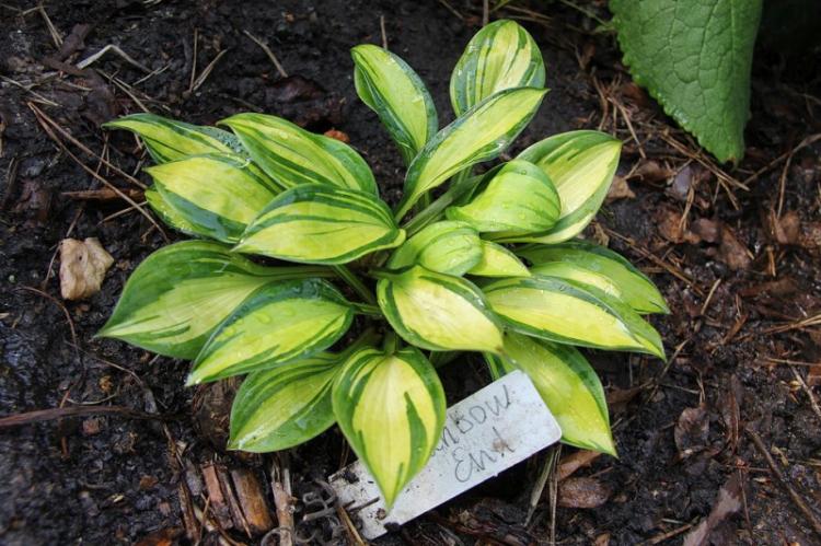 Hosta - photo