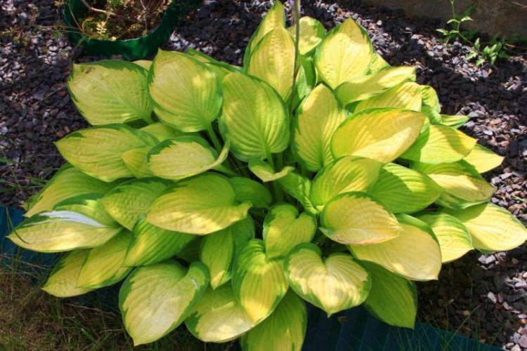 Hosta - photo