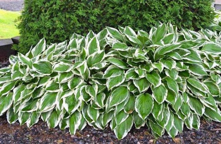 Hosta - photo
