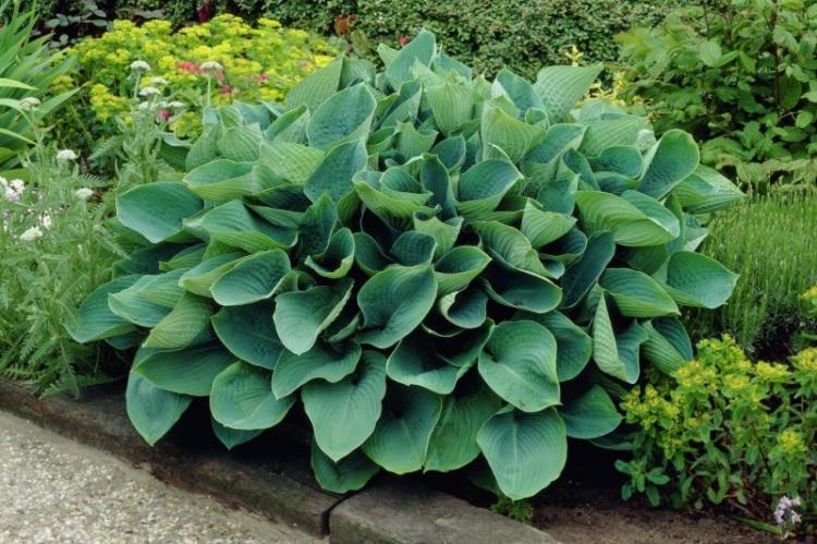 Hosta - photo