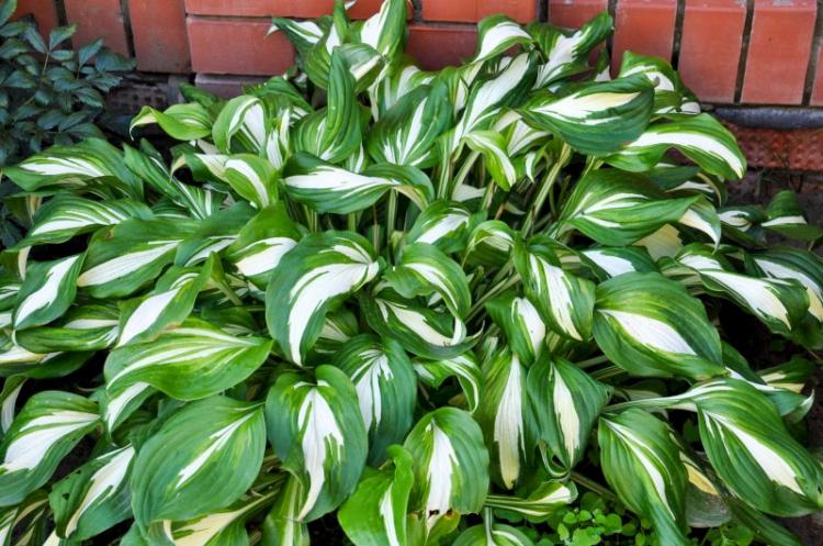 Hosta - photo