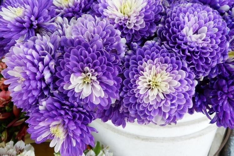 Historique de distribution - Chrysanthèmes