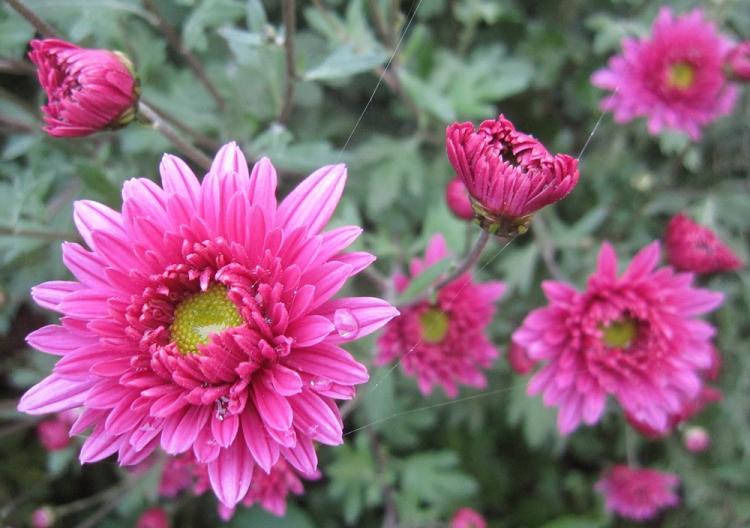 Alyonushka - Types de chrysanthèmes