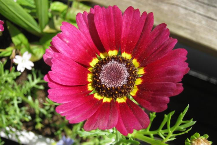 Flammenstahl - Types de chrysanthèmes