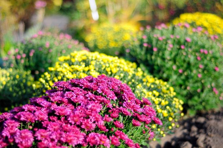 Multiflora - Espèce de chrysanthème