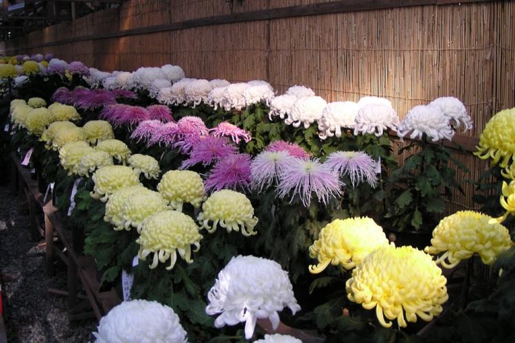 Température - Soins du chrysanthème