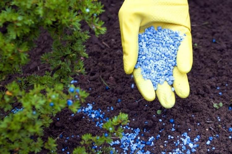 Engrais et alimentation - Soins du chrysanthème