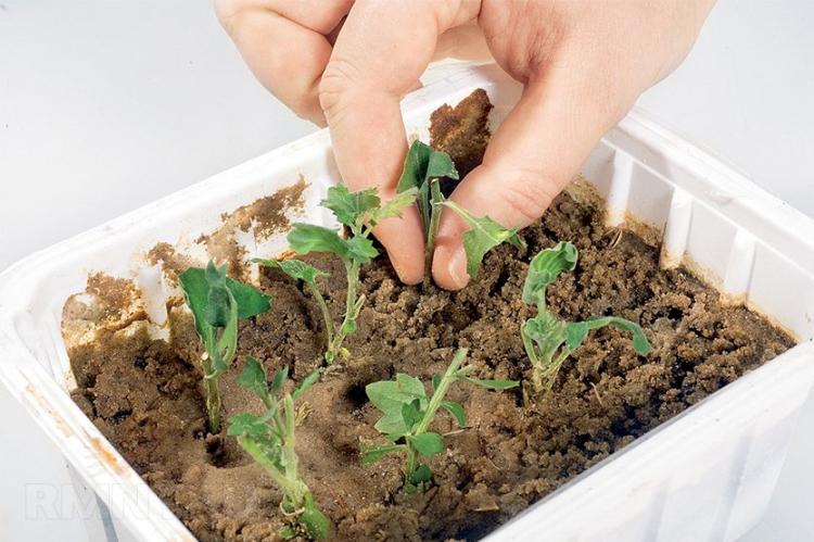 Planter et élever des chrysanthèmes