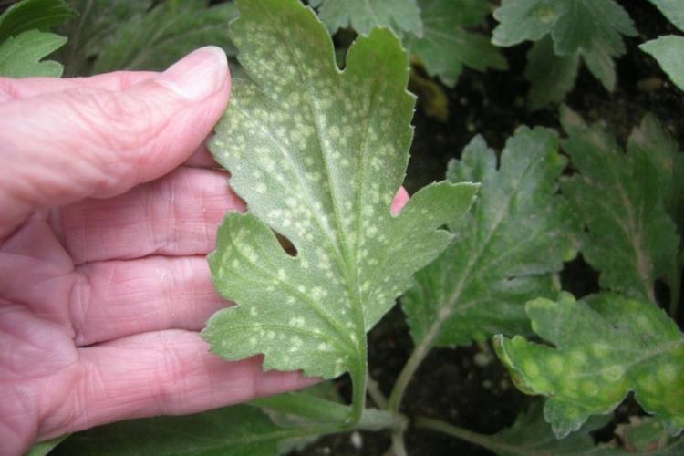 Lutte contre les parasites et les maladies - Chrysanthèmes