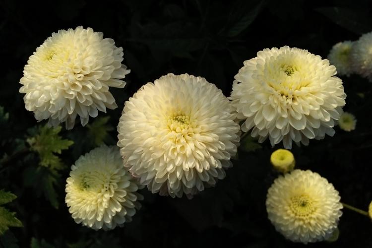 Chrysanthèmes - photo
