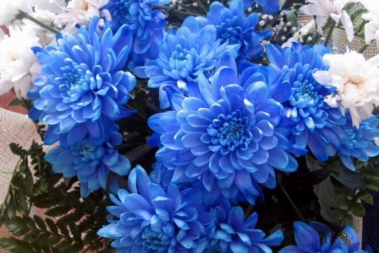 Chrysanthèmes - photo