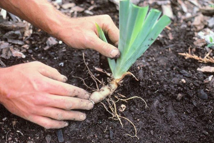 Engrais et fertilisation - Soin de l'iris