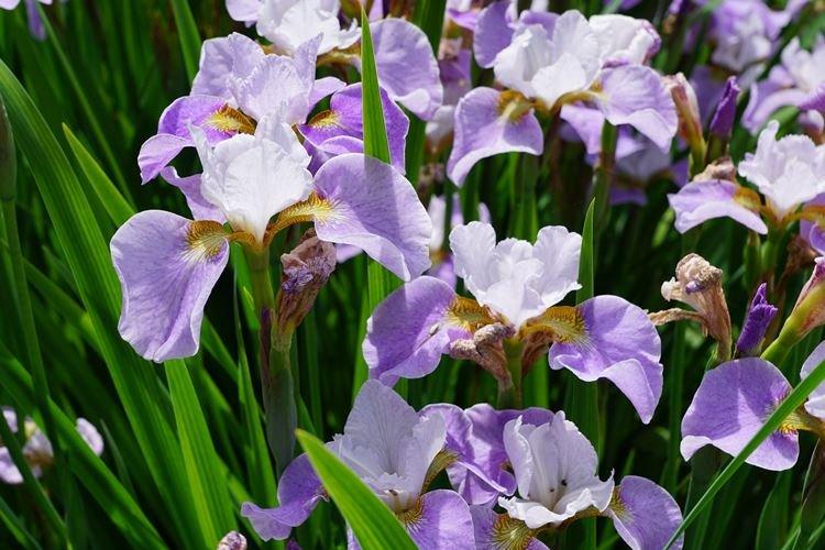 Iris - photo