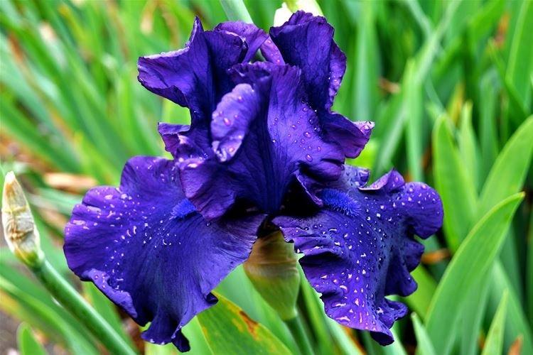 Iris - photo