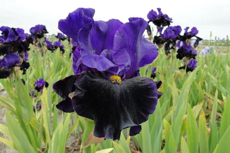 Iris - photo