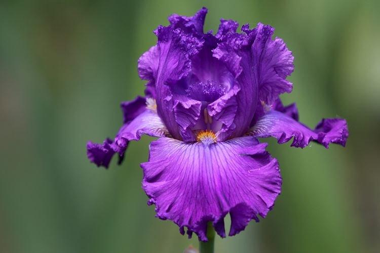 Iris - photo