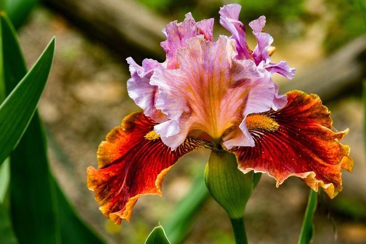 Iris - photo