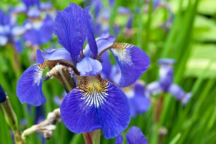 Iris - photo