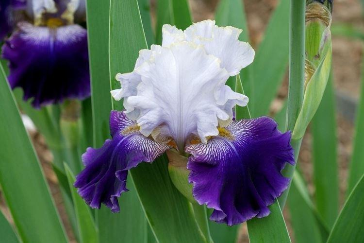 Iris - photo