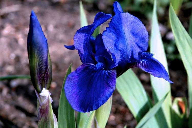 Iris - photo
